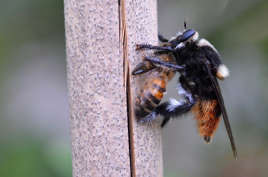 Se detectó crecimiento poblacional del “moscardón cazador de abejas” en Buenos Aires