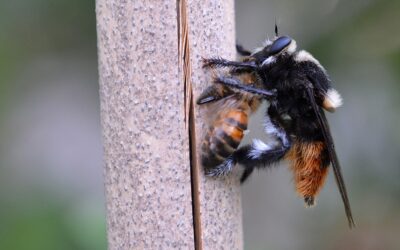 Se detectó crecimiento poblacional del “moscardón cazador de abejas” en Buenos Aires