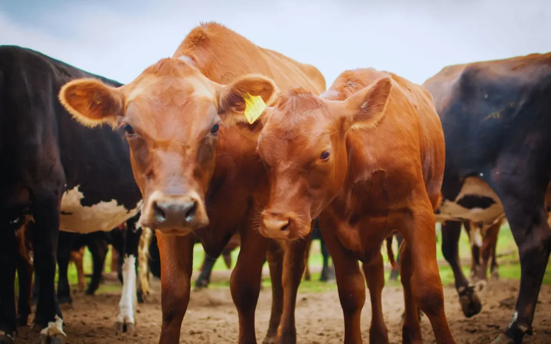 Suplementar al ganado con burlanda mejora la calidad nutricional de la carne