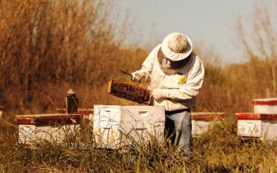 Entre Ríos: Acciones conjuntas para fortalecer la producción de miel y derivados