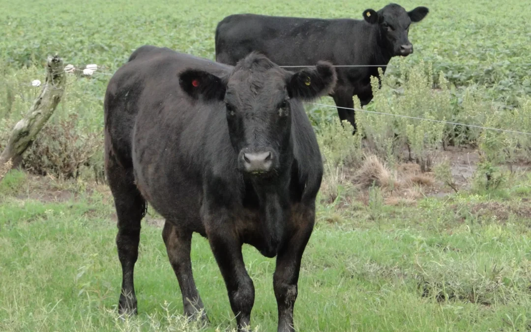 Publican la primera declaración ambiental de un bovino en pie