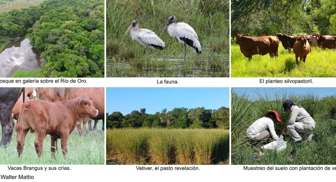 Duplican la producción de carne sin deforestar