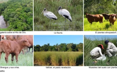 Duplican la producción de carne sin deforestar