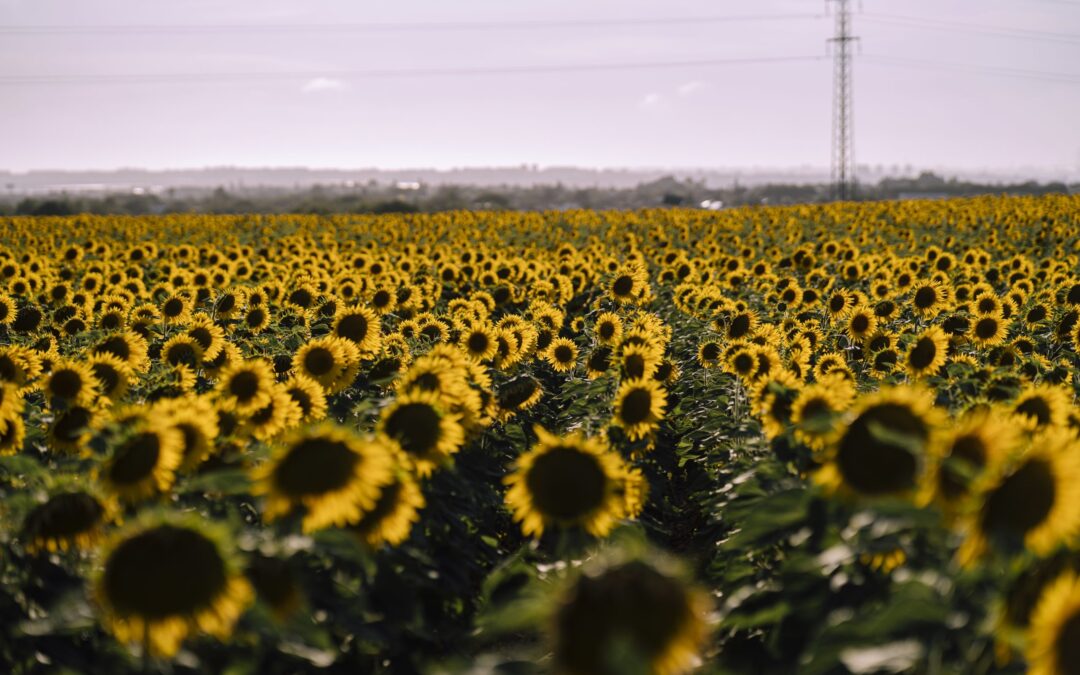 Finalizó la cosecha del girasol 2023/24