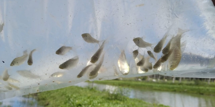 ¿Te invadieron los mosquitos? En el INTA están cultivando peces y camarones para controlar las poblaciones de ese molesto y peligroso insecto