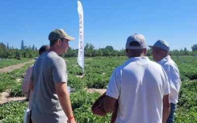 Soluciones nutricionales para el cultivo de tomates