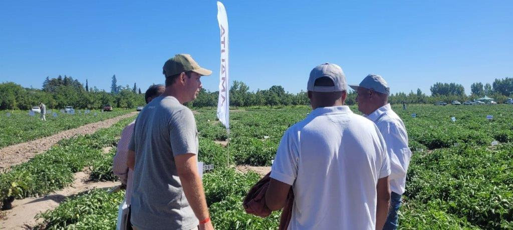 Soluciones nutricionales para el cultivo de tomates