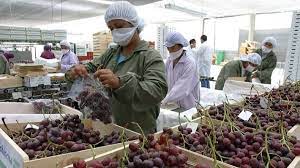 Cuyo: Ya se exportaron a Brasil más de 129 toneladas de uva y ciruela en fresco sin bromurar