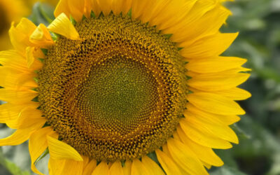 II Jornada Técnico Comercial sobre nutrición de girasol