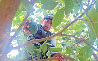 Perú oficializó el inicio de la campaña de exportación de palta