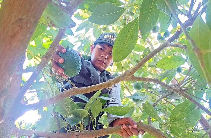 Perú oficializó el inicio de la campaña de exportación de palta