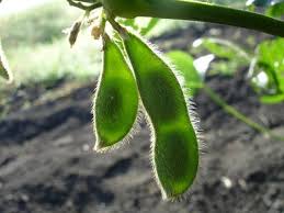 Agro sustentable: en Brasil se podrá conocer la trazabilidad de la soja destinada a biocombustibles