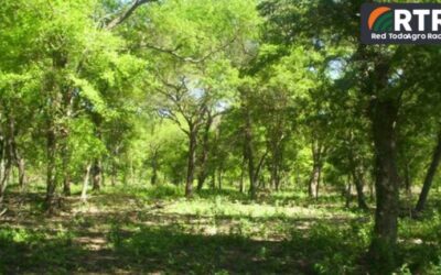 ¿Cuánto carbono pueden almacenar los bosques nativos?