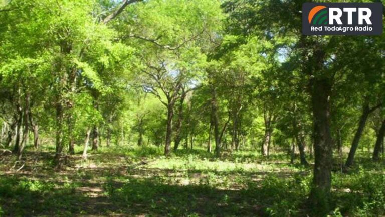 ¿Cuánto carbono pueden almacenar los bosques nativos?