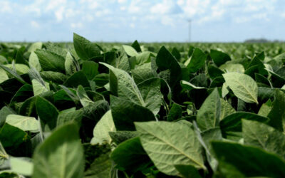 Una nueva variedad de soja ha sido autorizada para su comercialización en el país