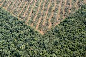 Día Internacional de los Bosques: en busca de acción y soluciones para un mundo mejor