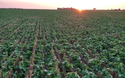 La productividad del agro depende hasta en un 80 % del agua