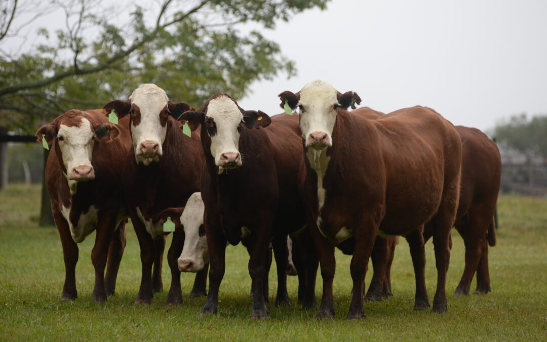 Jornada a campo del IPCVA en Corrientes: Carne del NEA al mundo