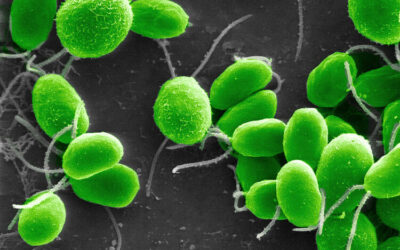Un alga y tres bacterias: producen hidrógeno verde, biomasa valorizable y descontaminan las aguas residuales