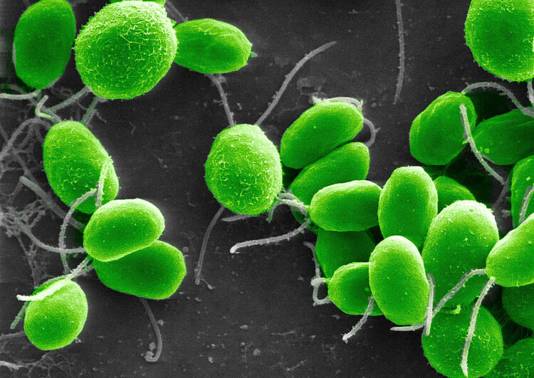 Un alga y tres bacterias: producen hidrógeno verde, biomasa valorizable y descontaminan las aguas residuales