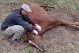 Encefalomielitis equinas: Se confirmó el primer brote en la provincia de Chubut