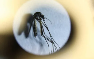 El dengue en la Argentina ya acumula más de 315 mil casos