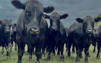 Alternativas para el control sustentable de garrapatas en bovinos