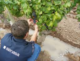 Requisitos fitosanitarios para el movimiento de uva con destino a la vinificación