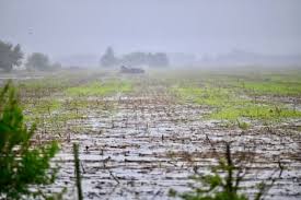 Prevén lluvias sobre el nordeste del área agrícola y valores escasos sobre el resto