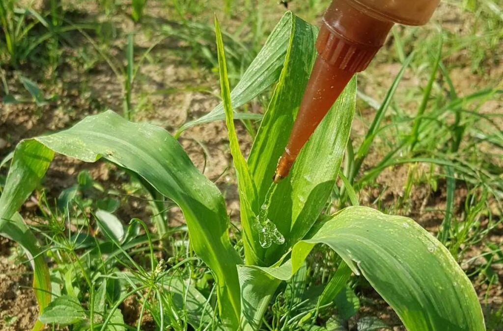 Nuevo gel agrícola ecológico como pesticida no tóxico