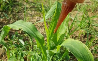 Nuevo gel agrícola ecológico como pesticida no tóxico