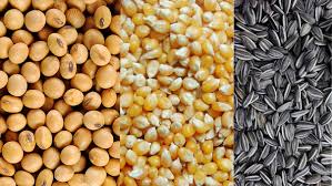 La Bolsa de Cereales recortó las proyecciones de producción de soja y maíz