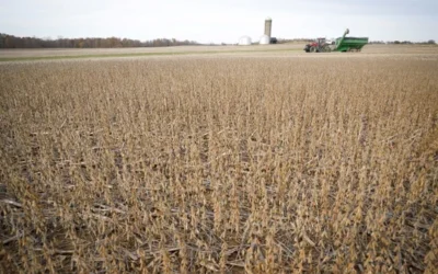 Buenas perspectivas climáticas para la cosecha