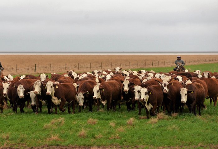 Jornada a campo del IPCVA en Corrientes: Carne del NEA al mundo