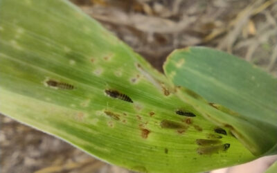 Maíz: Avances en el estudio de la enfermedad del achaparramiento