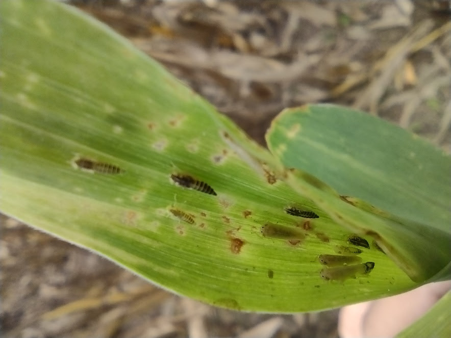 Maíz: Avances en el estudio de la enfermedad del achaparramiento