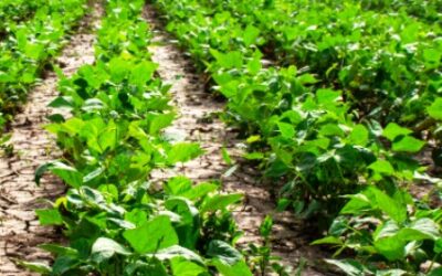 Utilizan bacterias de 3500 millones de años para la producción de trigo sostenible