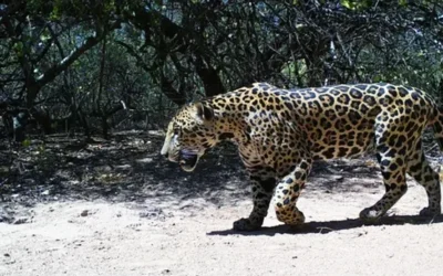 Más de 6 mil argentinos le pusieron nombre al yaguareté encontrado en el NOA