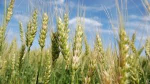 La baja refertilización del trigo afectará la calidad del cultivo