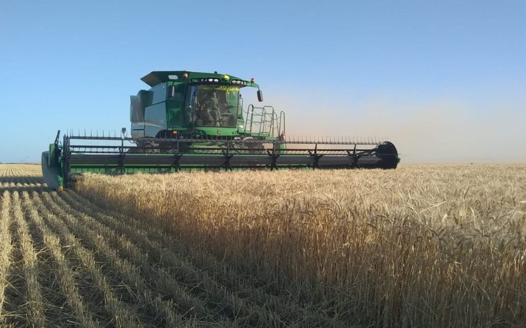 Avanza la cosecha de trigo, según datos de la Bolsa de Cereales