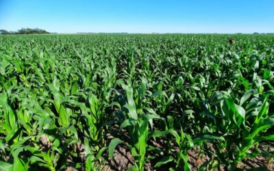 La mejor estrategia para aumentar la productividad del cultivo de maíz