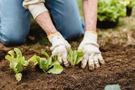 Primer Taller de Manejo Biológico aplicado a la transición agroecológica