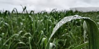 Prevén marcada oscilación térmica, con lluvias abundantes sobre el norte del área agrícola