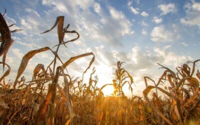 El clima que proyecta el SMN para el trimestre enero-marzo 2025