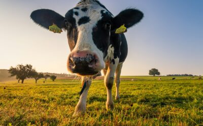 Los productores lecheros pueden obtener créditos financieros a través de sus vacas