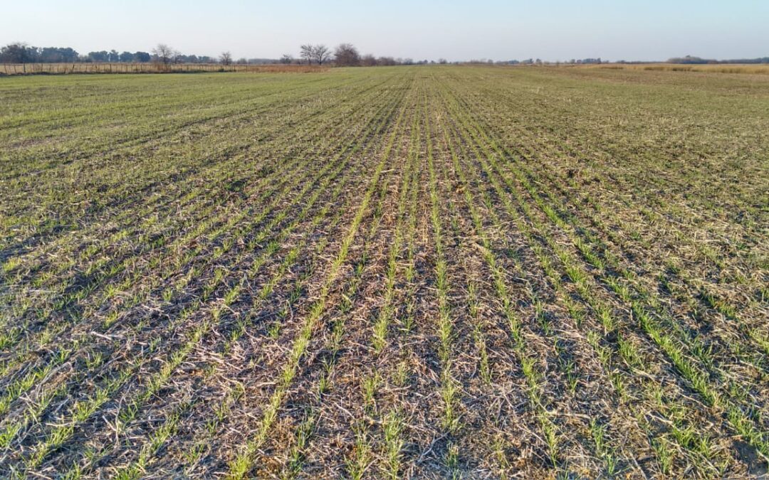 Implantación de pasturas: lo que hay que saber