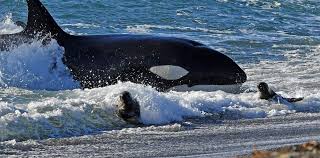 Chubut valoró la Apertura de la Temporada de Orcas 2025