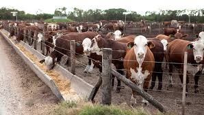 Feedlot: buscan nuevos modelos para hacer la diferencia