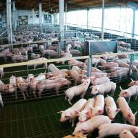 La carne porcina argentina llega por primera vez a Filipinas