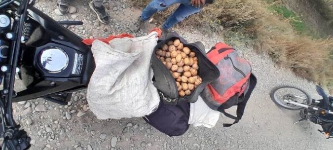 Crónicas robadas: Crece en Mendoza la preocupación por el robo de nueces a productores en sus fincas